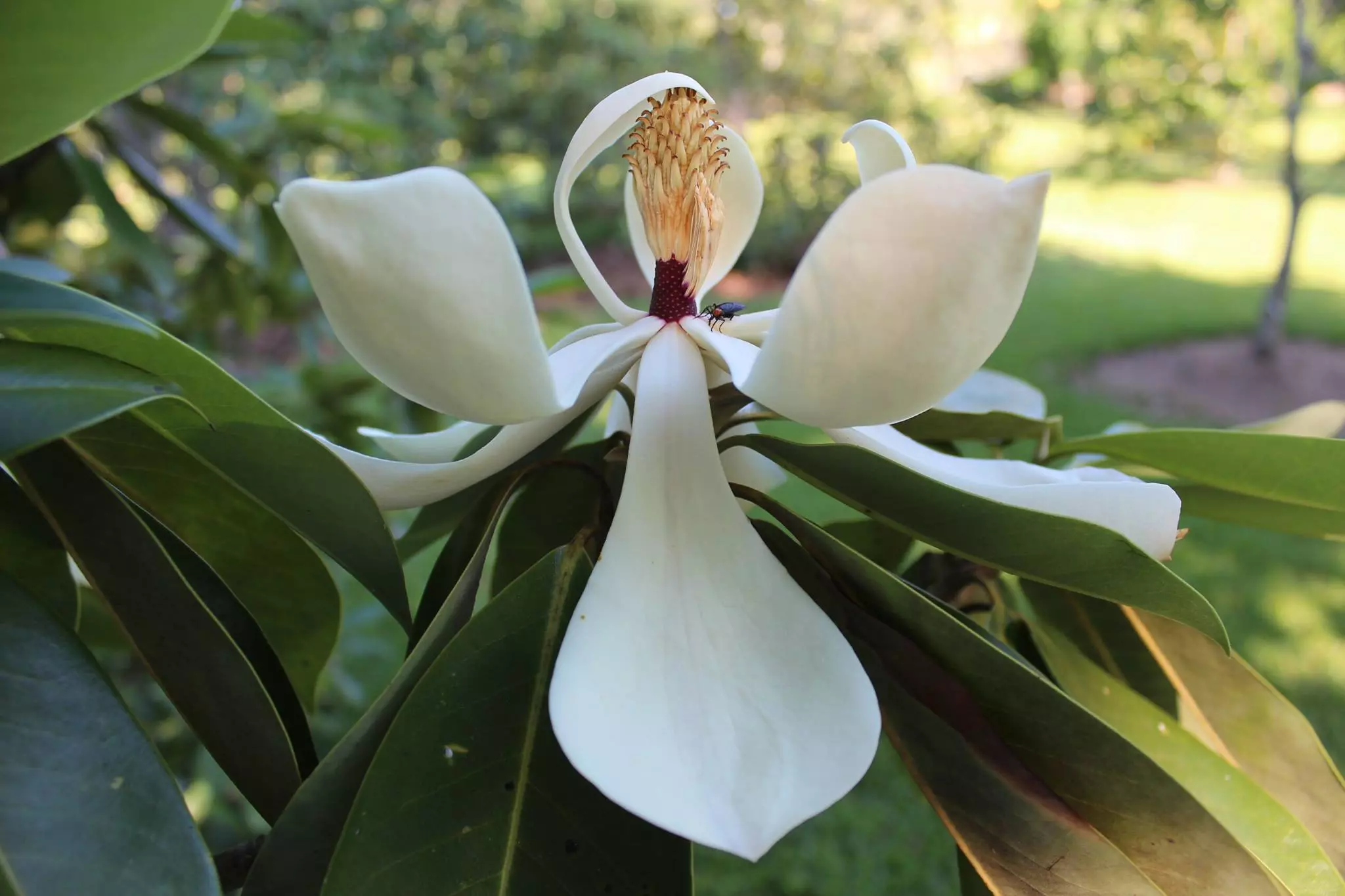 Browse Our Collections - The John Fairey GardenThe John Fairey Garden