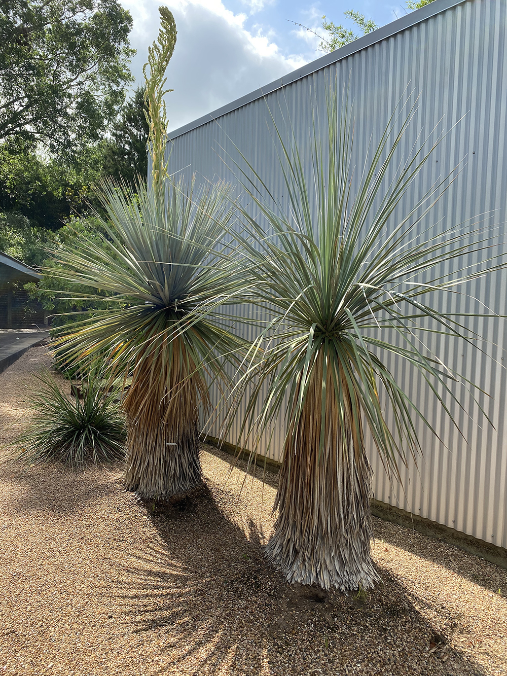 nolina nelsonii at The John Fairey Garden