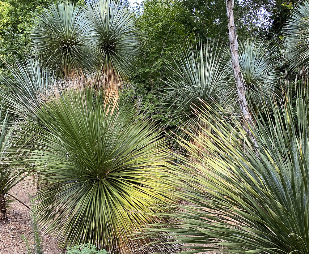 dasylirion, yucca rostrata at The John Fairey Garden
