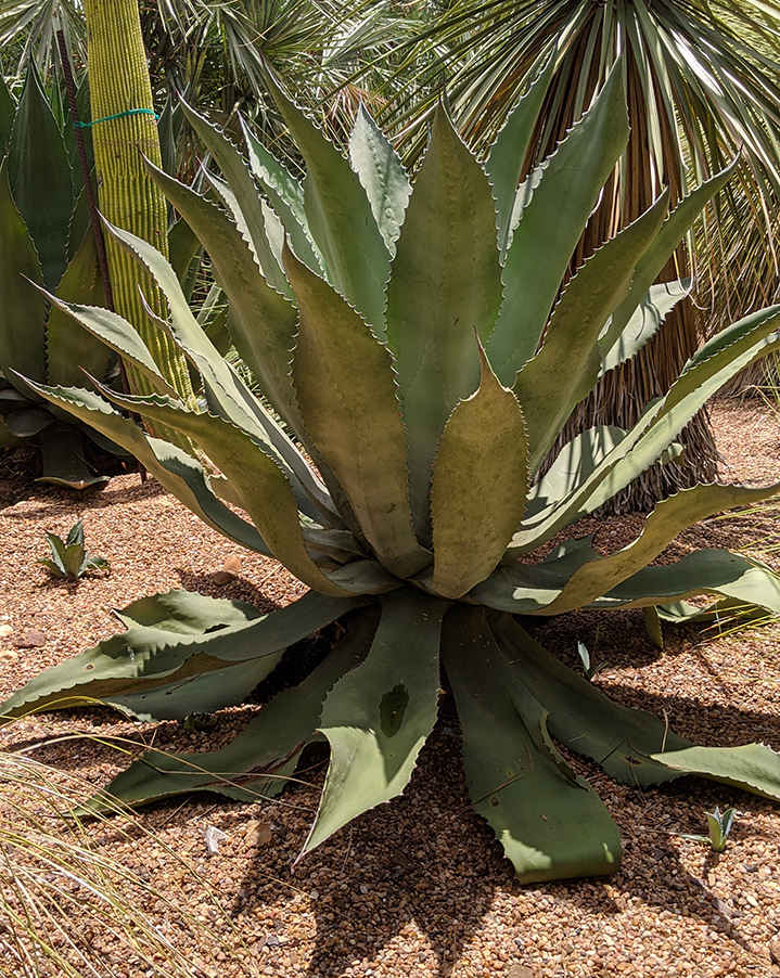 agave sp. mr. ripple at The John Fairey Garden