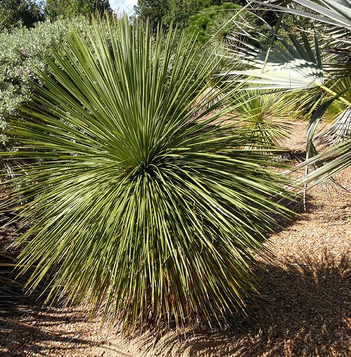 yucca linearifolia at The John Fairey Garden