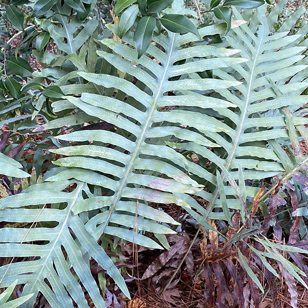 Phlebodium pseudoaureum - The John Fairey GardenThe John Fairey Garden