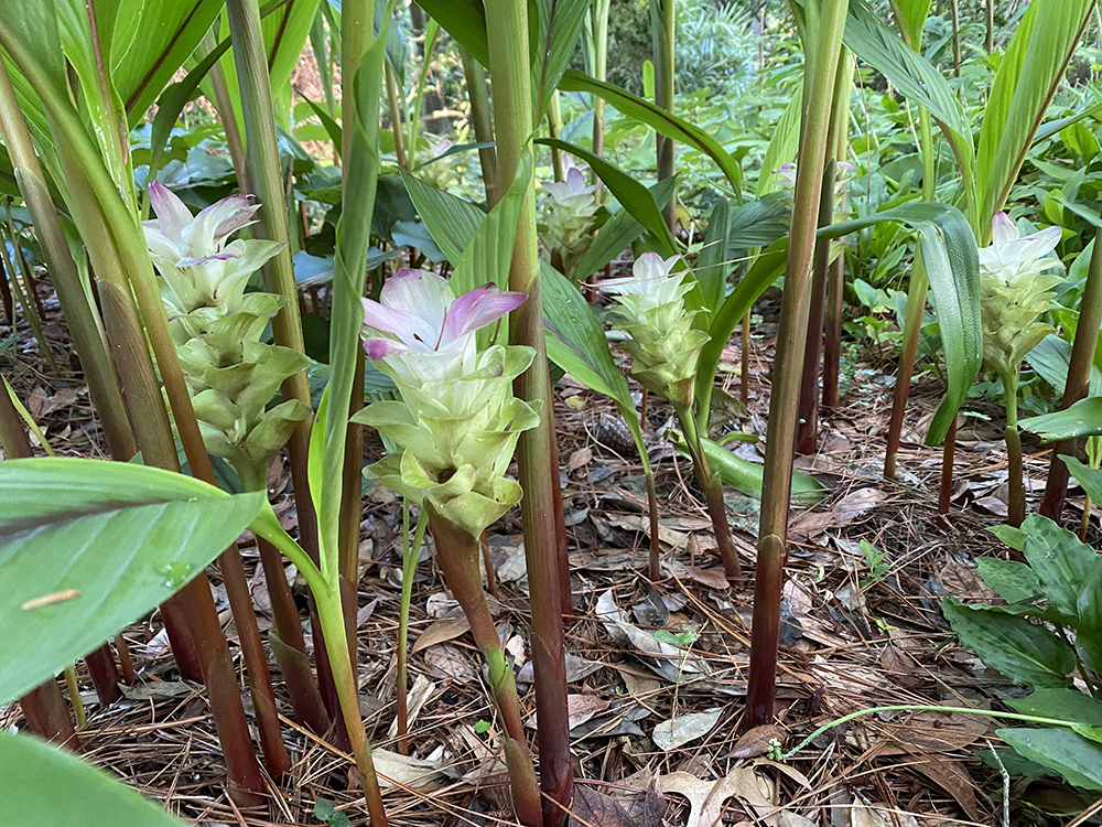 Curcuma elata at The John Fairey Garden