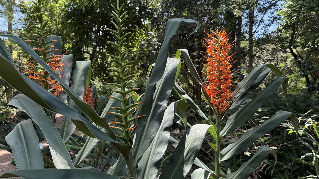 Hedychium coccineum at The John Fairey Garden