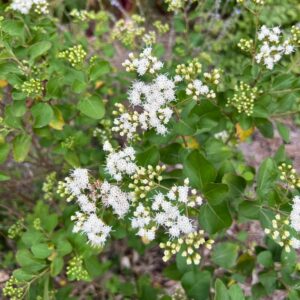 Ageratina hernandezii at The John Fairey Garden nursery in Hempstead, Texas