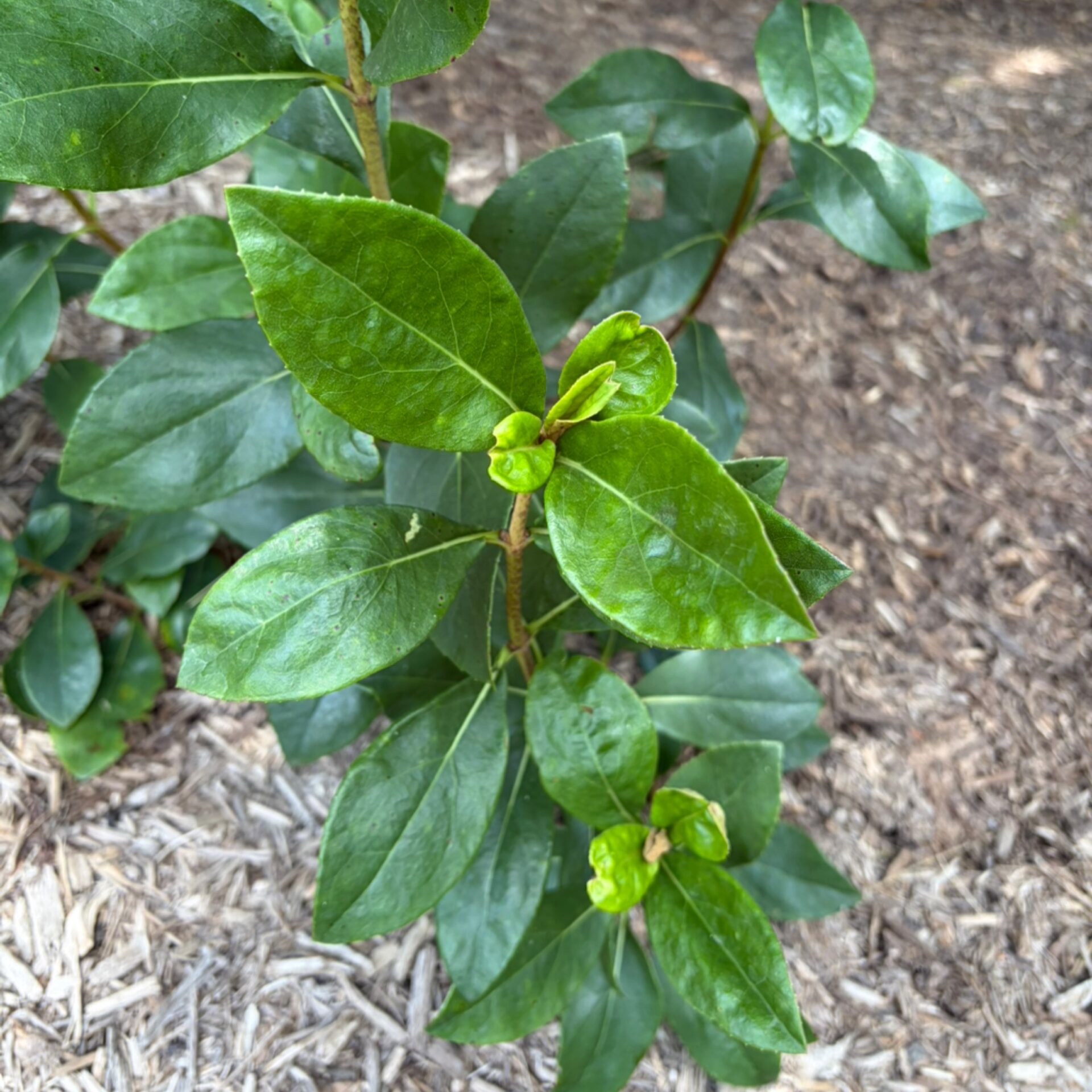 Ageratina viburnoides (Viburnum-Leaf Boneset) at The John Fairey Garden nursery in Hempstead, Texas
