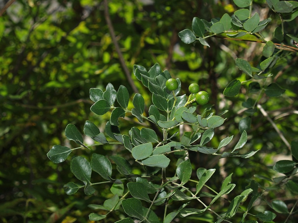 Amyris madrensis (Mountain Torchwood) at The John Fairey Garden nursery in Hempstead, Texas
