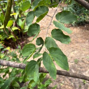 Bauhinia macranthera (Chihuahuan Orchid Tree) at The John Fairey Garden nursery in Hempstead, Texas