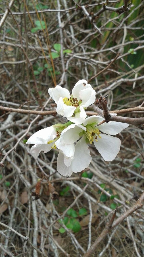 Chaenomeles japonica (Japanese Quince) at The John Fairey Garden nursery in Hempstead, Texas