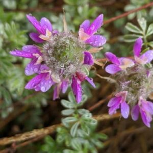 Dalea greggii (Trailing Indigo Bush) at The John Fairey Garden nursery in Hempstead, Texas