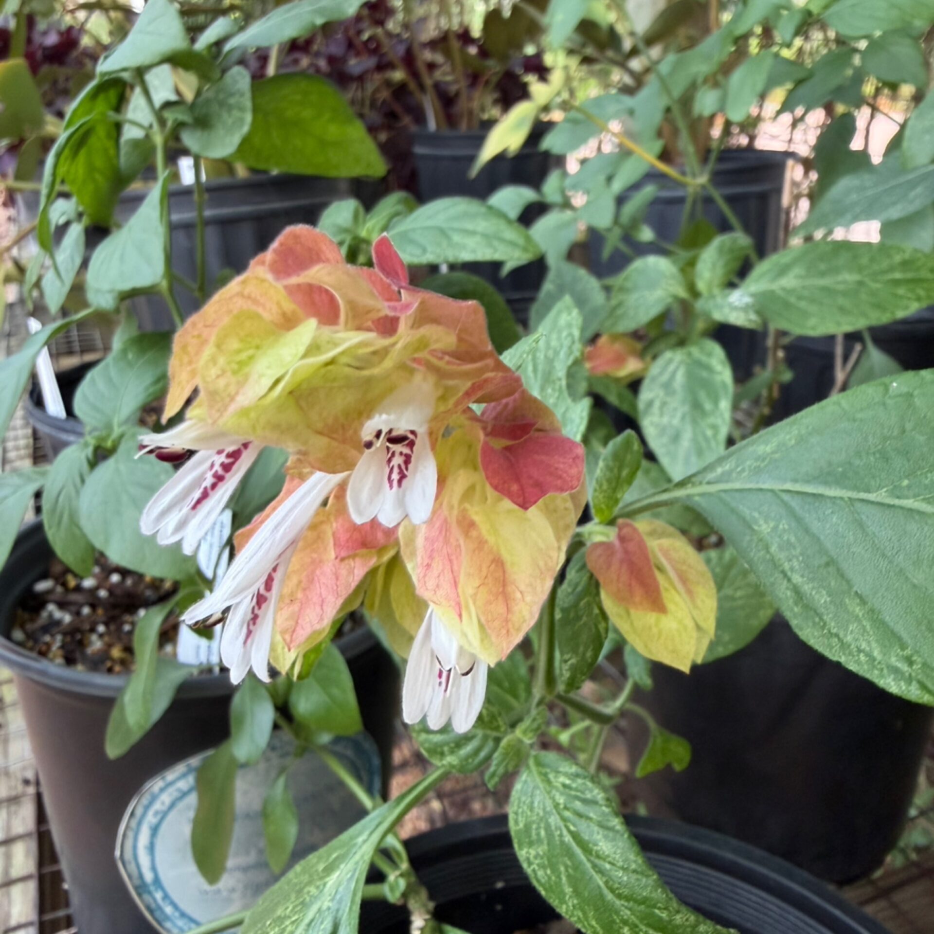 Justicia sp. ‘Variegata’ (Variegated Shrimp Plant) at The John Fairey Garden nursery in Hempstead, Texas