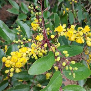 Mahonia gracilis displaying stunning bright yellow flowers