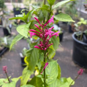 Odontonema strictum ‘Rosea’ (Pink Firespike) at The John Fairey Garden nursery in Hempstead, Texas
