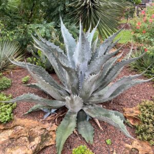 Agave sp. 'Blue Scorpion'
