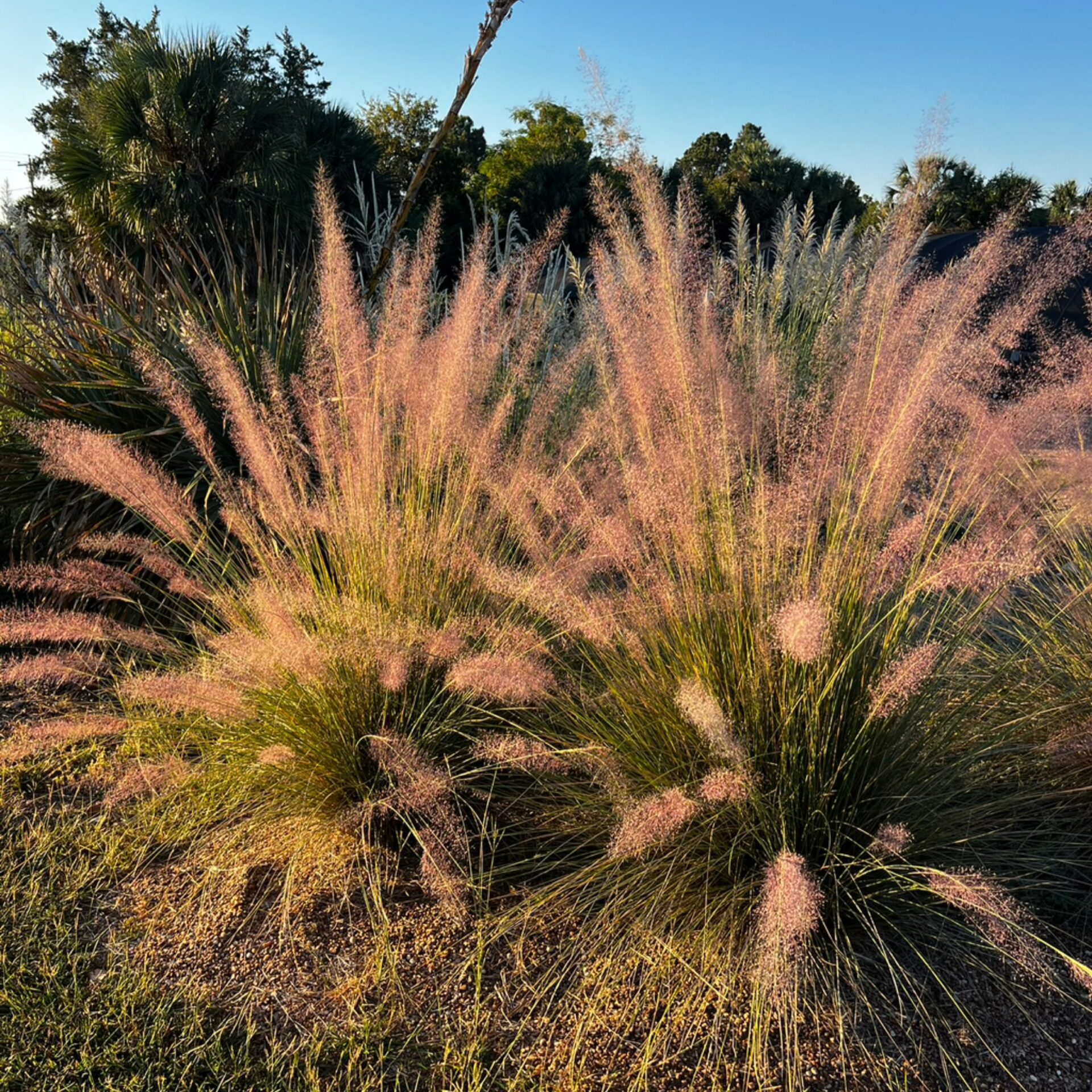 Muhlenbergia x ‘Pink Flamingo’ (Pink Flamingo Muhly Grass) at The John Fairey Garden nursery in Hempstead, Texas
