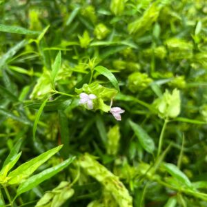 Yeatesia platystegia