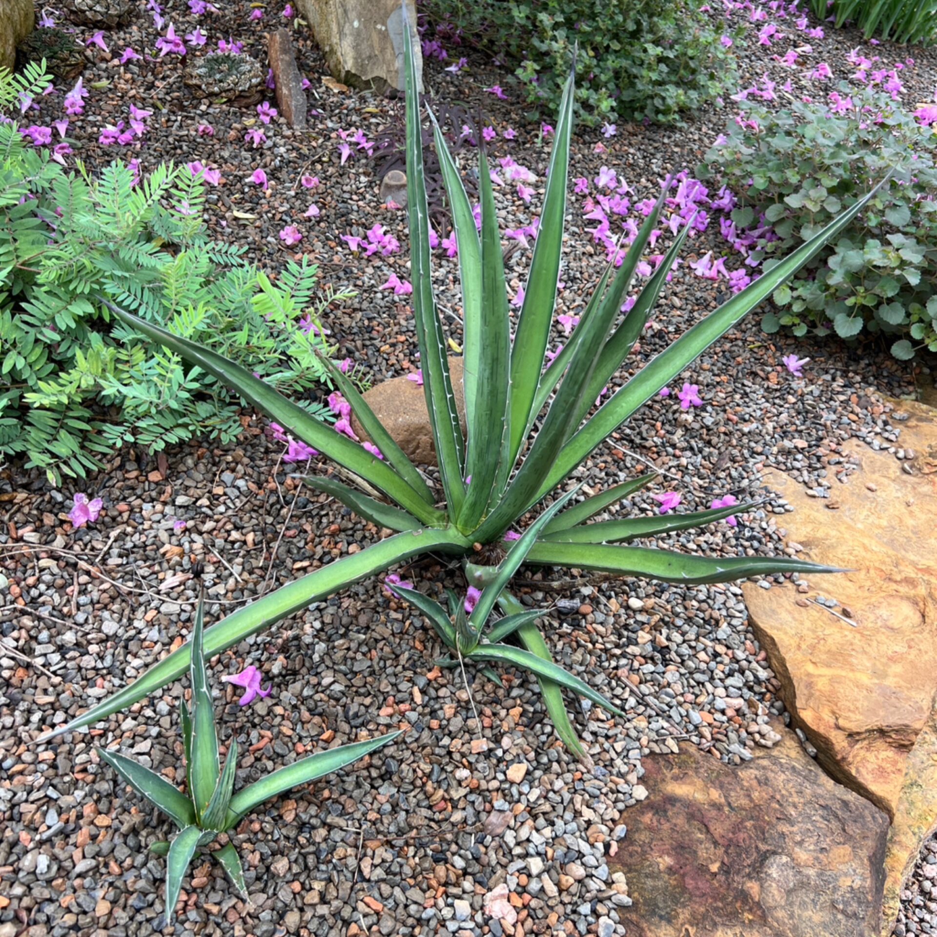 Agave lechuguilla (Shindagger) at The John Fairey Garden nursery in Hempstead, Texas