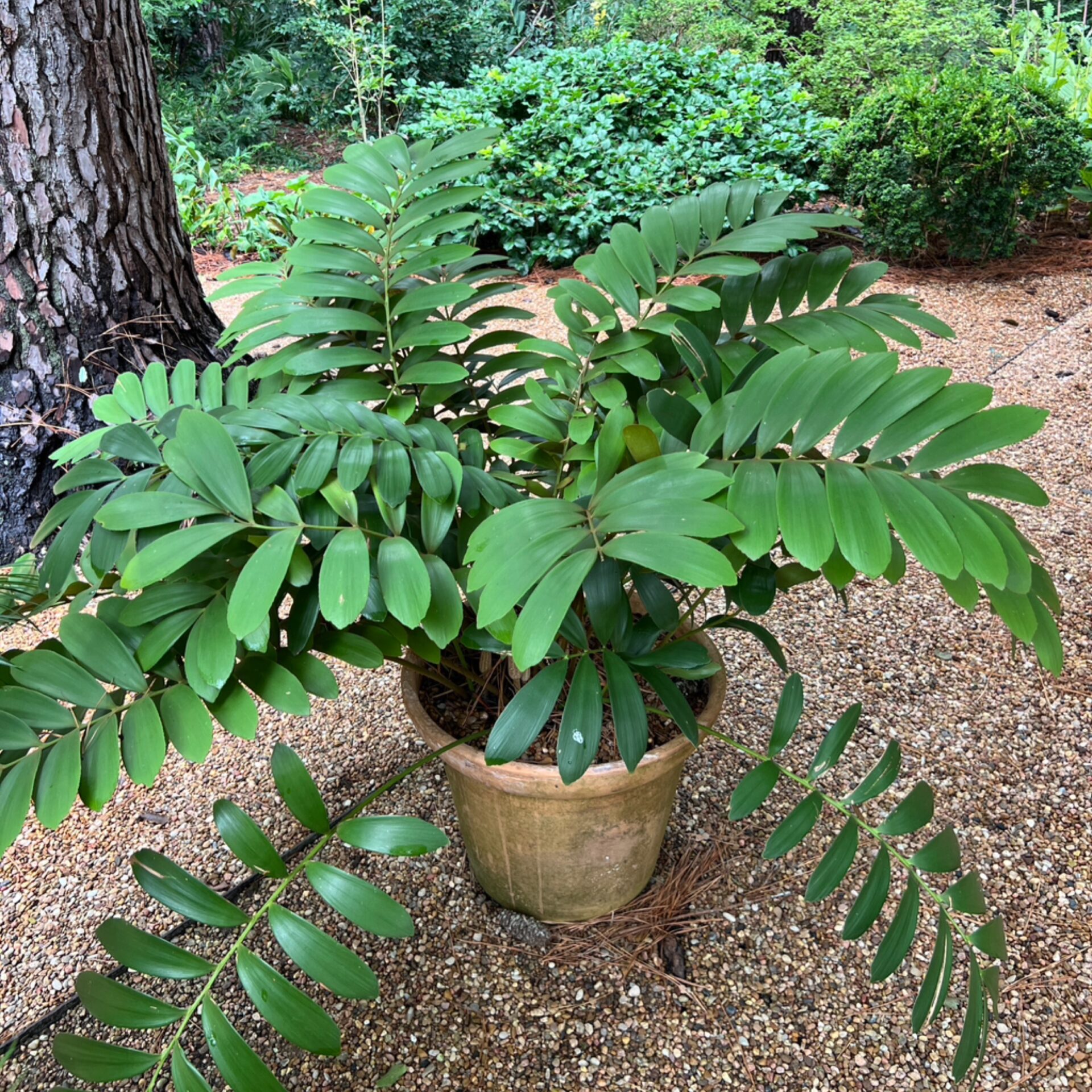 Zamia furfuracea (Cardboard Palm) at The John Fairey Garden nursery in Hempstead, Texas