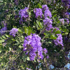 Dermatophyllum secundiflorum