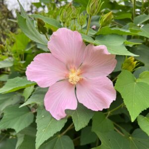 Hibiscus x mutabilis