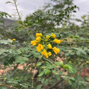Caesalpinia mexicana