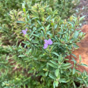 Dyschoriste linearis