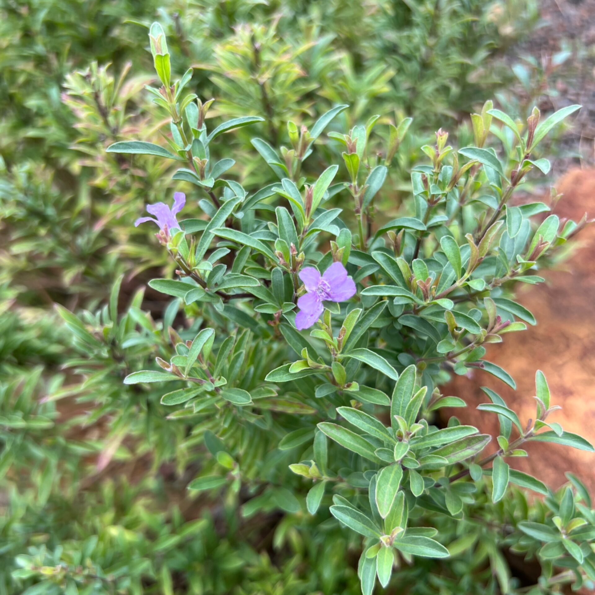Dyschoriste linearis (Snake Herb) at The John Fairey Garden nursery in Hempstead, Texas