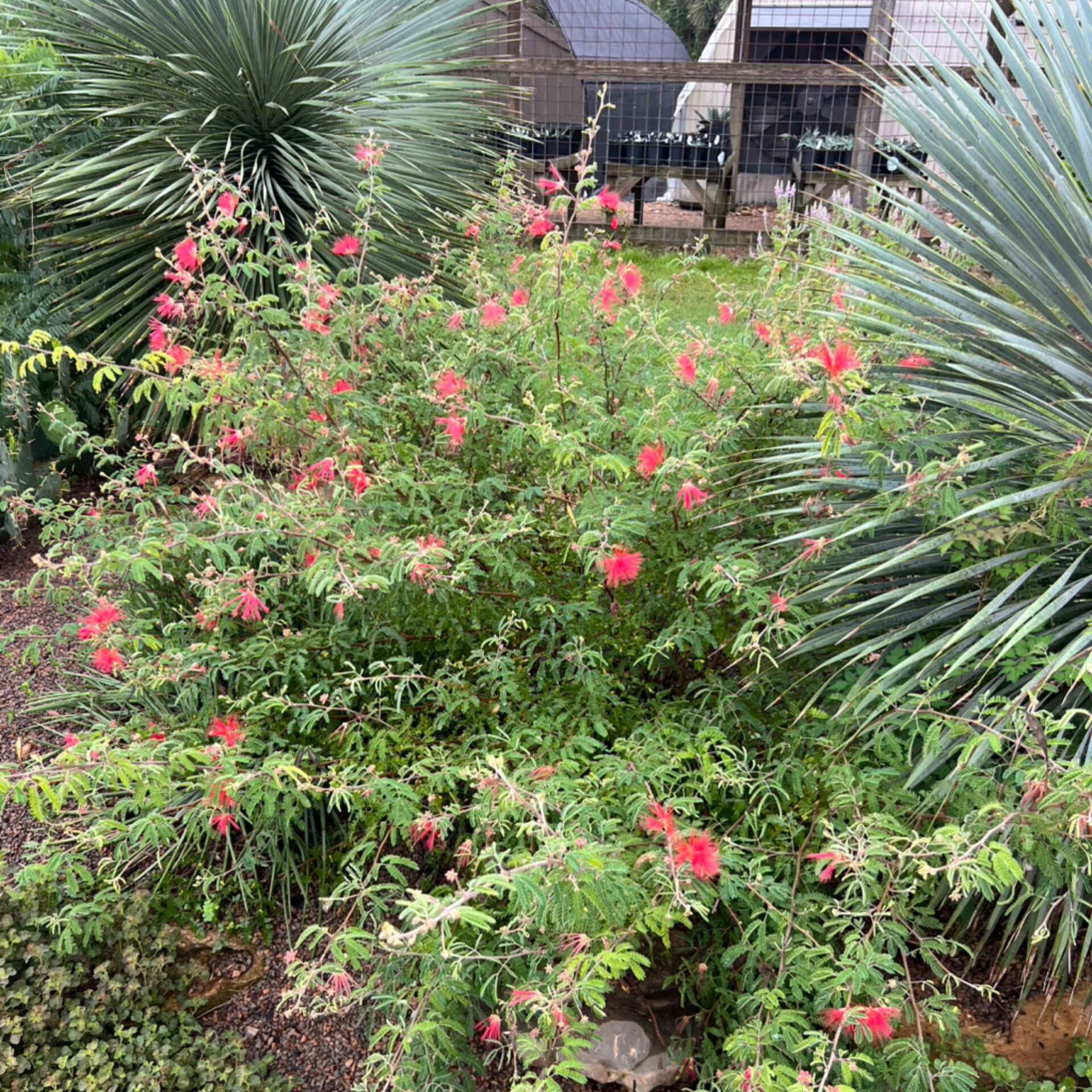 Calliandra eriophylla x californica (Red Fairy Duster) at The John Fairey Garden nursery in Hempstead, Texas