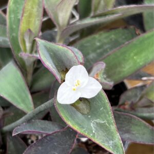 Tradescantia pallida