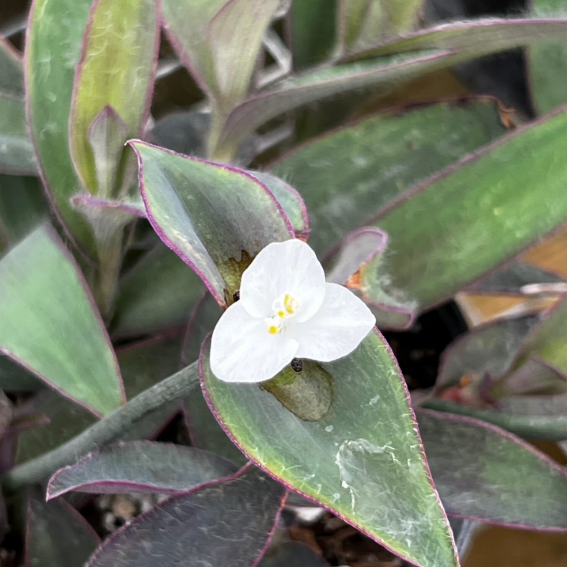 Tradescantia pallida (White Flowered Purple Heart) at The John Fairey Garden nursery in Hempstead, Texas
