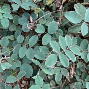 Seeds - Tephrosia lindheimeri