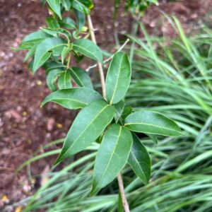 Acer fabri (Emerald Jade Maple) at The John Fairey Garden nursery in Hempstead, Texas