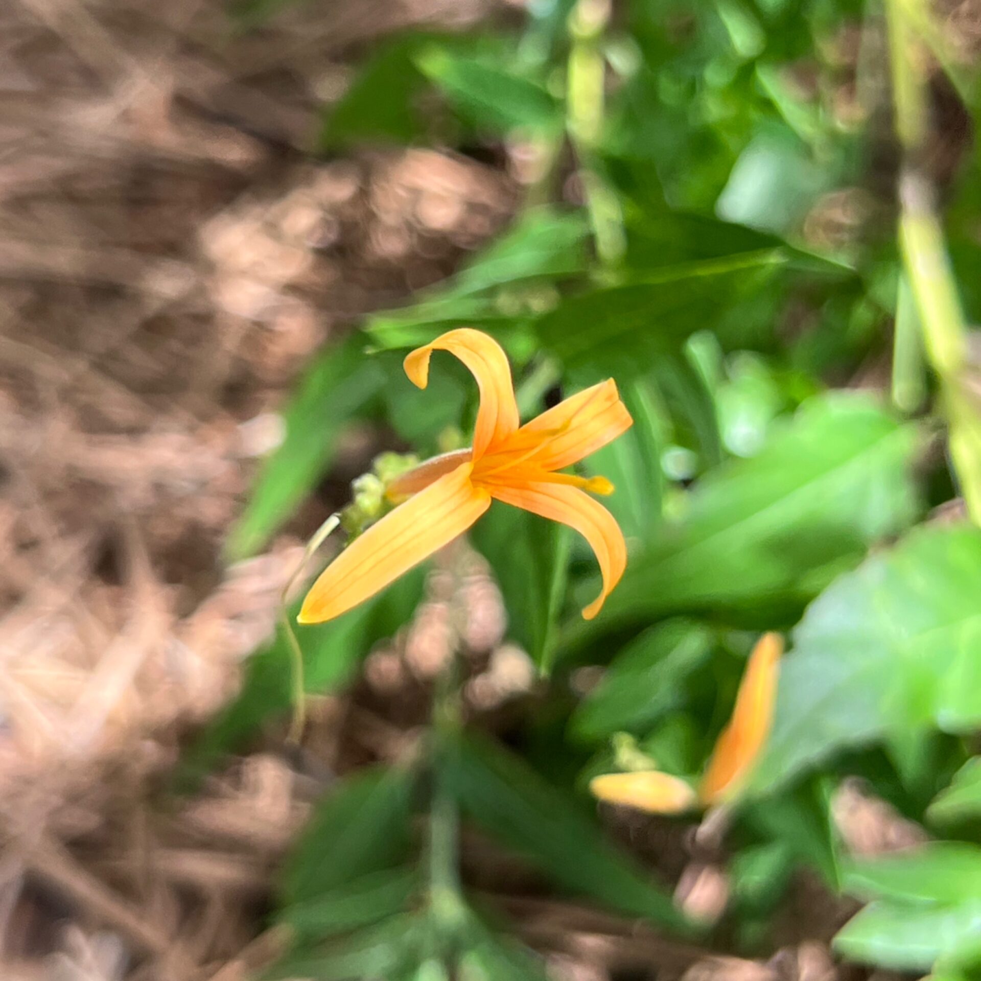 Anisacanthus quadrifidus var. wrightii ‘Pumpkin’ (Pumpkin Flame Acanthus) at The John Fairey Garden nursery in Hempstead, Texas