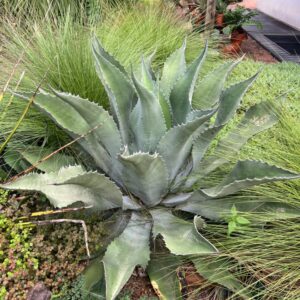 Agave sp. 'Mr. Ripple'