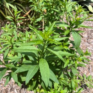 Cestrum parqui