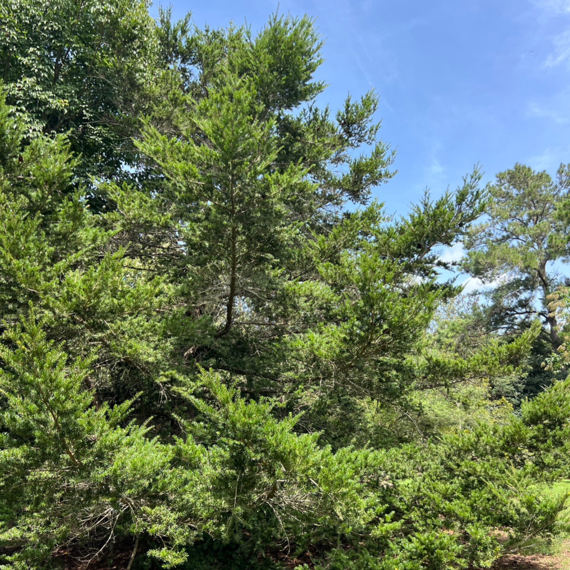 Keteleeria davidiana (David's Keteleeria) at The John Fairey Garden nursery in Hempstead, Texas