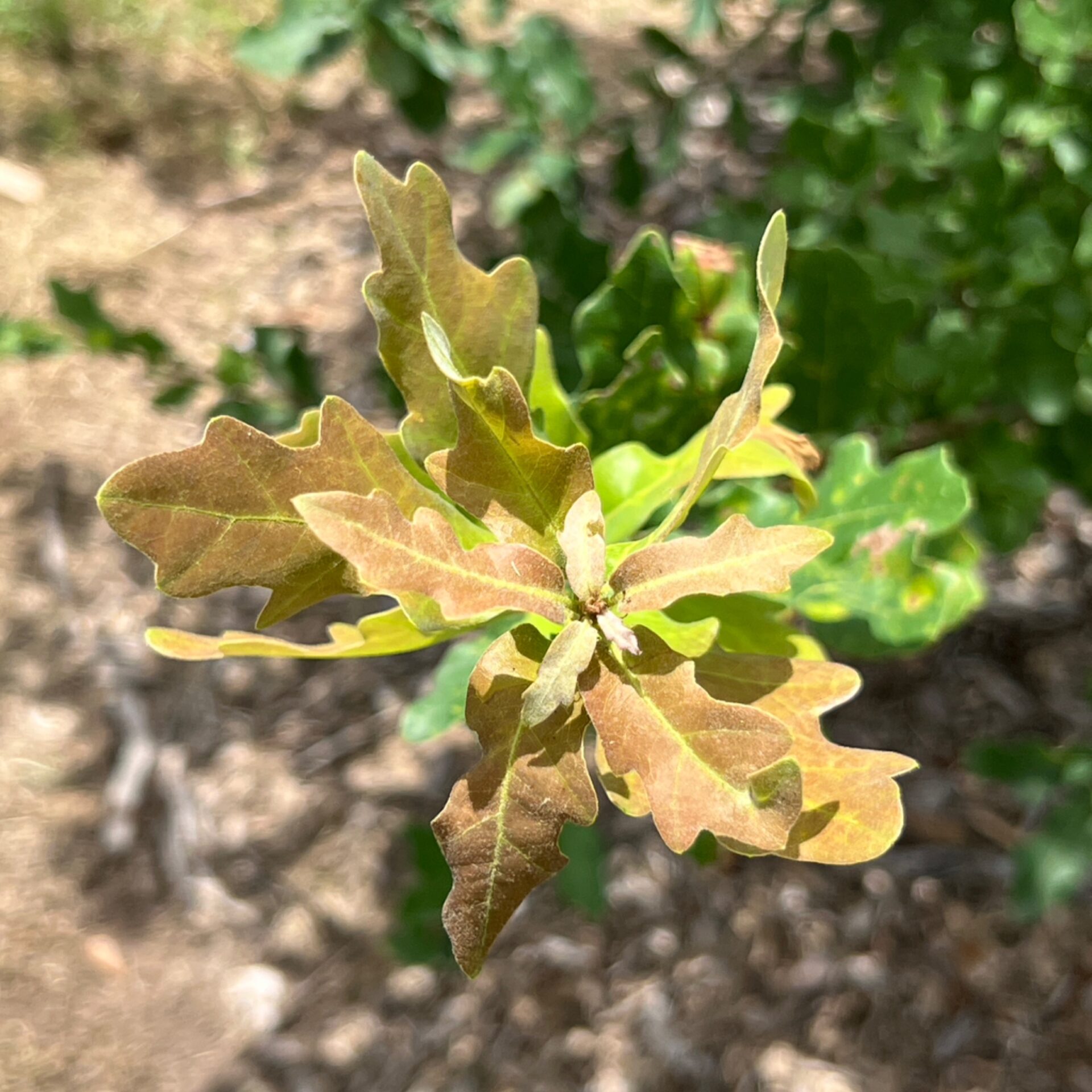 Quercus laceyi (Lacey Oak) at The John Fairey Garden nursery in Hempstead, Texas