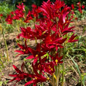 Rhodophiala bifida (Oxblood Lily) at The John Fairey Garden nursery in Hempstead, Texas