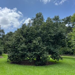 Quercus schottkyana (Schottky's Oak) at The John Fairey Garden nursery in Hempstead, Texas