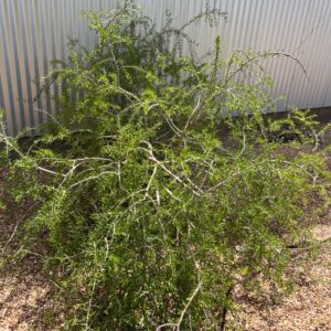 Forestiera angustifolia