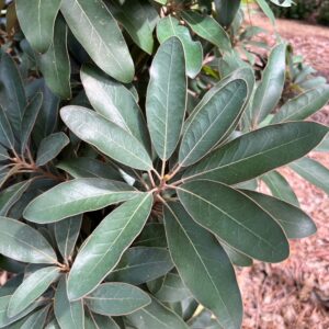 Litsea japonica