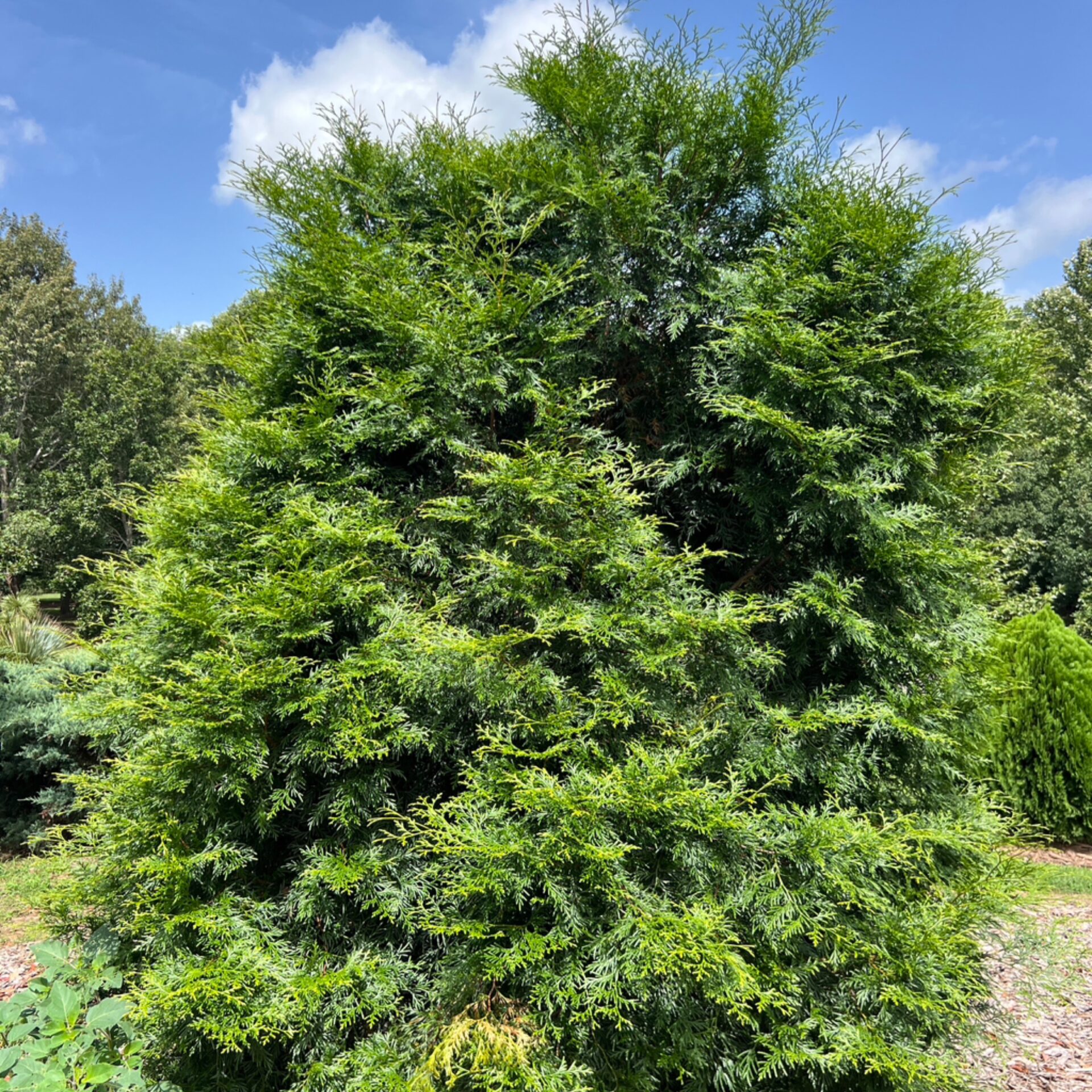 Calocedrus macrolepis (Chinese Incense-Cedar) at The John Fairey Garden nursery in Hempstead, Texas