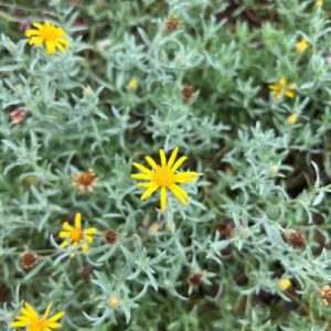 Heterotheca canescens