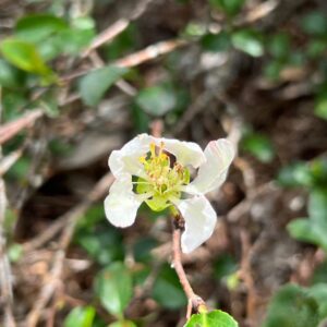 Chaenomeles japonica