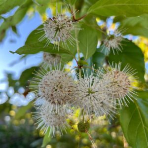 Cephalanthus occidentalis