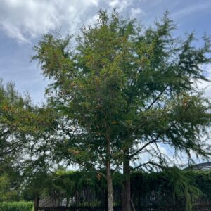 Nyssa sinensis (Chinese Tupelo) at The John Fairey Garden nursery in Hempstead, Texas