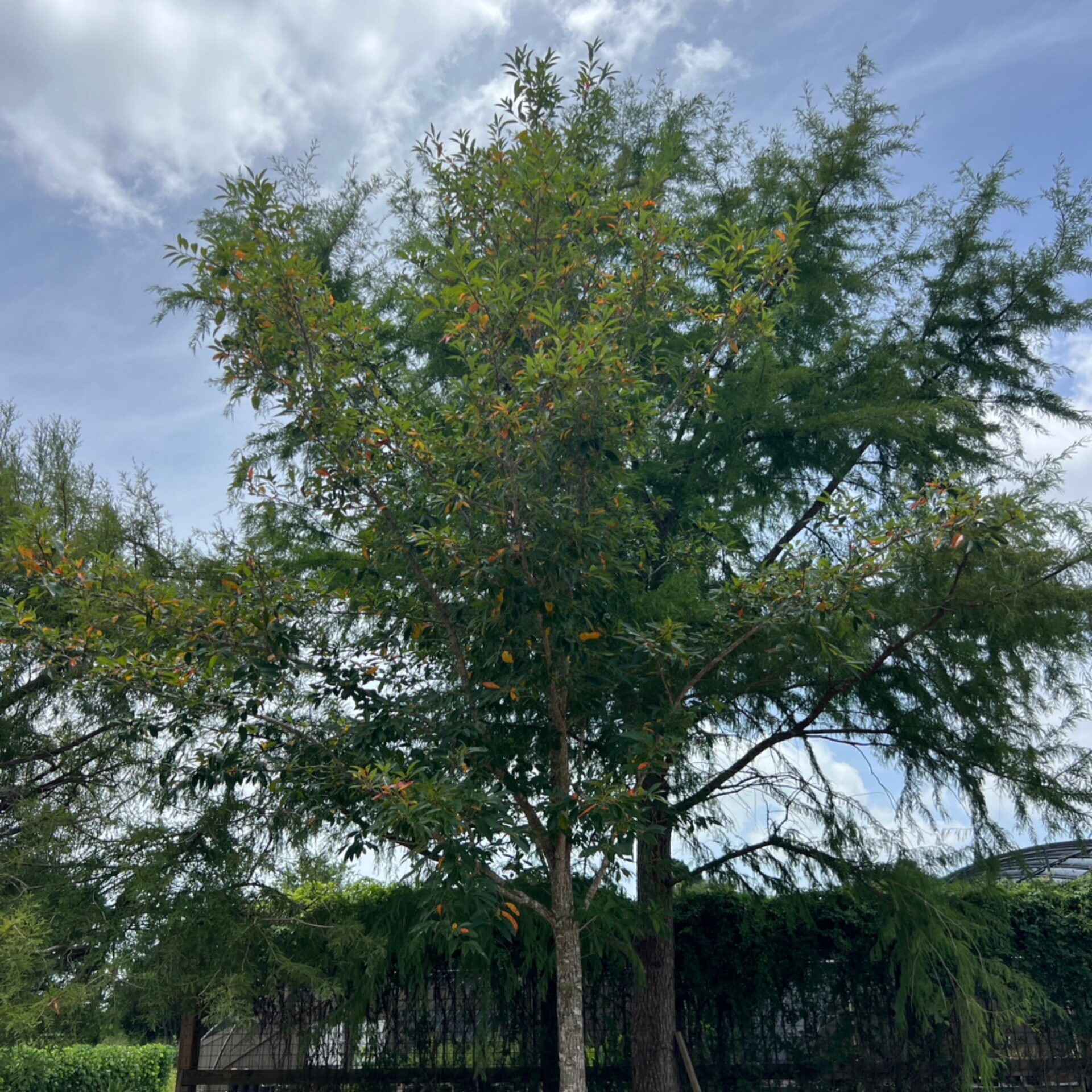 Nyssa sinensis (Chinese Tupelo) at The John Fairey Garden nursery in Hempstead, Texas