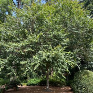 Carpinus tropicalis