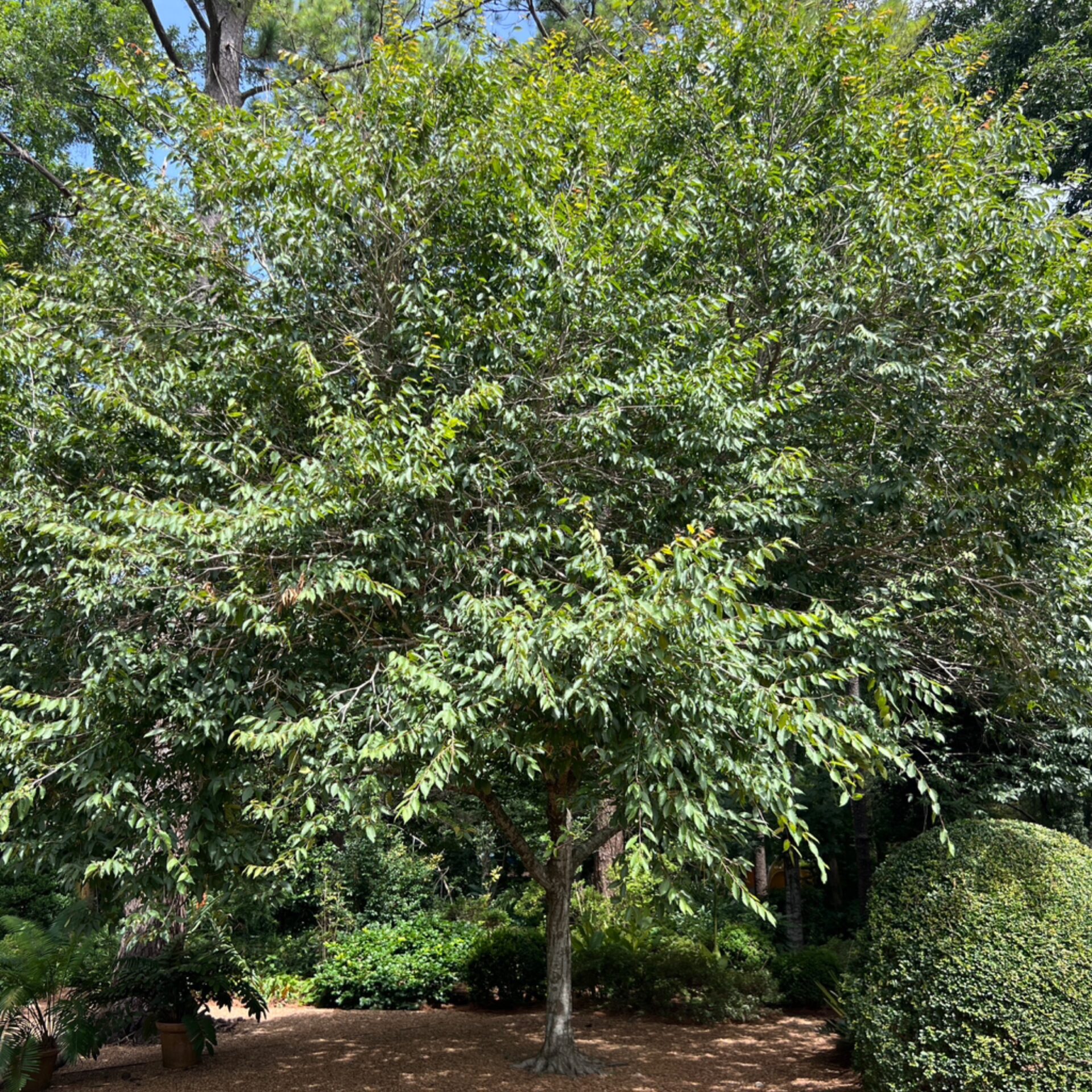Carpinus tropicalis at The John Fairey Garden nursery in Hempstead, Texas