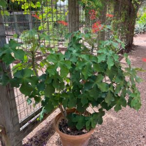 Jatropha podagrica